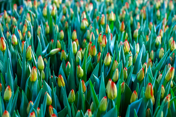 Tulips in a greenhouse.