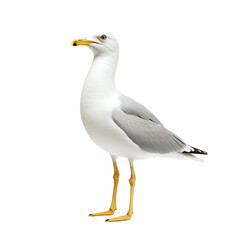 Seagull Standing on a Black Background