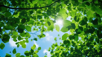 canopy green leaves blue sky