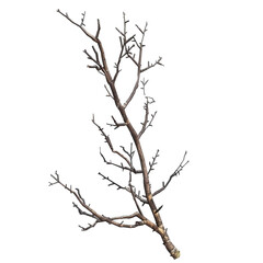 Branch Isolated Against Black Background