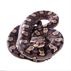 Obraz premium Ball Python Close Up: A mesmerizing ball python, coiled in a classic defensive posture, showcases its intricate patterns and captivating gaze. The detailed texture and color variations are striking.