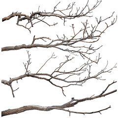 Bare Tree Branches Isolated on Black Background