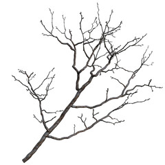 Fototapeta premium Bare Tree Branch against Dark Background