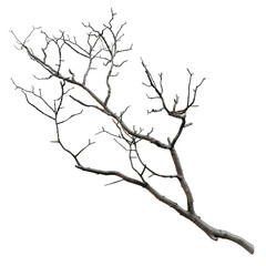 Fototapeta premium Dead Tree Branch Against Black Background