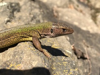 lizard on the rocks