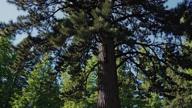 Upward camera angle captures tall pine trees against a clear sky, evoking a serene, natural atmosphere in this tranquil forest video.