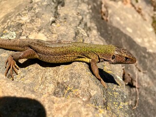 lizard on the rock