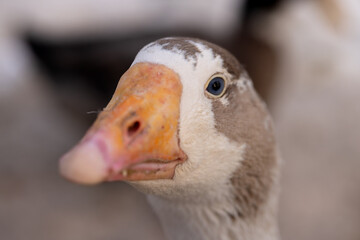 Portrait of a goose's head with a brown spot. Macro photography