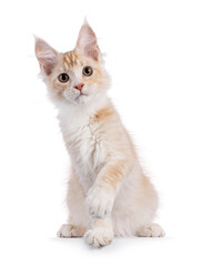 Cute cream with white Maine Coon cat kitten, sitting up facing front with paw playfull up. Looking towards camera. Isolated on a white background.