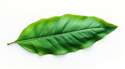 Obraz premium contrast tropical leaf isolated