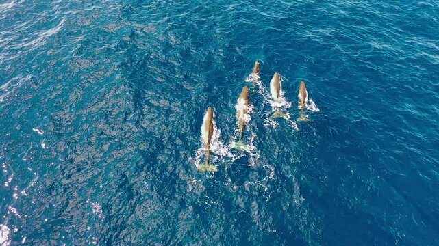 Swimming Sperm Whales at Pico Island, Azores