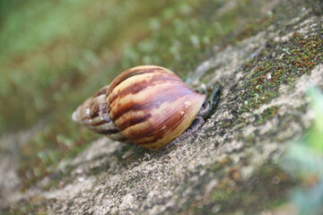 Snails, land snails, terrestrial pulmonate gastropod molluscs climb walls