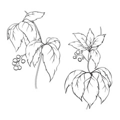 Line drawn wild grapes vector