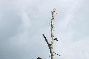 Dry tree branches on a blue sky background