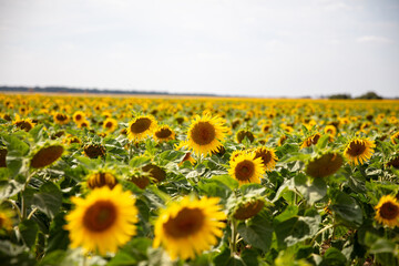 Obraz premium tournesol
