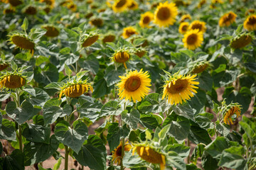 tournesol