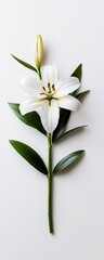Fototapeta premium Elegant White Lily Blossom with Bud Floral Still Life