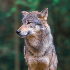 Square photo of grey wolf looking left taken in the forest
