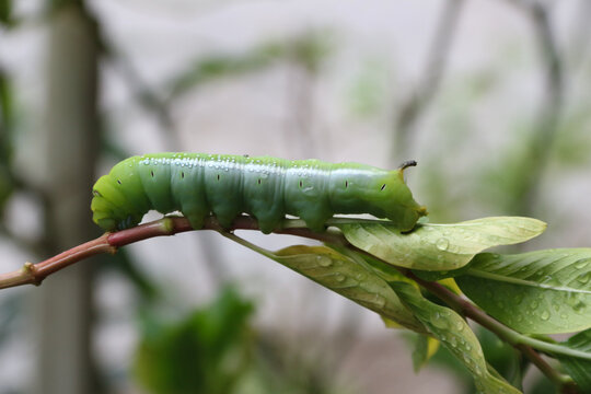 Jasmine leaf caterpillar is a large caterpillar. The caterpillar eats green leaves gustily. Spicebush Swallowtail Butterfly Caterpillar