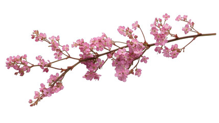Obraz premium pink flowers branch stalk isolated on white background