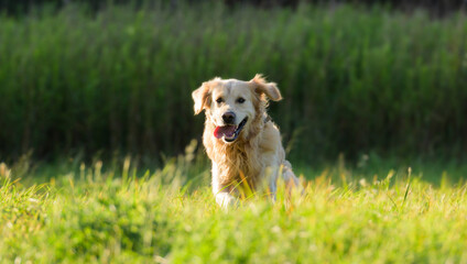 Golden Retriever Dog Running Outdoors