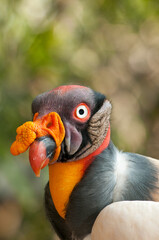 Portrait of king vulture (Sarcoamphus papa) This vulture lives predominantly in tropical lowland forests stretching from southern Mexico to northern Argentina - stock photo