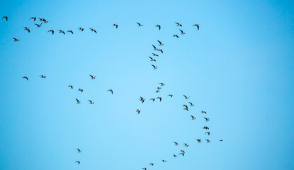 A flock of birds flies in the blue sky. Awakening of nature in spring, free flight. A flock of...
