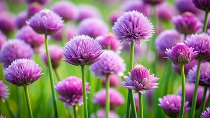 Blooming Chives: Edible Purple Violet Flowers and Green Stems - Tilt-Shift Photography