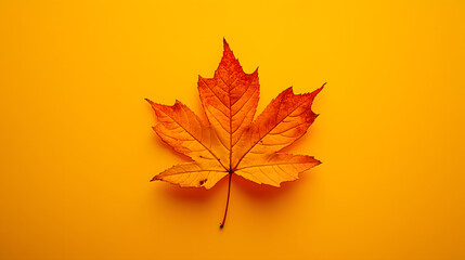 Canadian Maple Leaf on Yellow to White Gradient Background