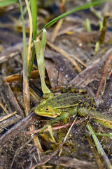 A green frog sitting in a swamp marsh bog moor