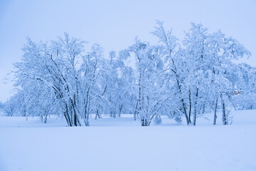 Snow-covered trees stand tall in the forests of Swedish Lapland.