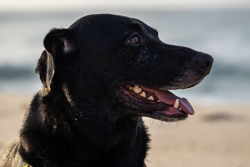 dog right profile