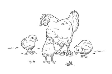 Hen with chicks drawing. Isolated sketch of domestic birds. Farm scene linear art. Outline market label. Chicken product logo