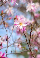 Blooming magnolia in spring. Beautiful buds of pink flowers close-up with blurred space for text.