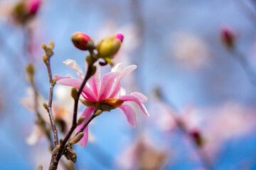 Blooming magnolia in spring. Beautiful buds of pink flowers close-up with blurred space for text.