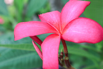 Obraz premium Plumeria rubra L. ‘Siam Red (Bunga Kamboja merah; Bunga Jepun). A group of plants in the genus Plumeria. These flowers are for Balinese Hindu prayers and as an ornamental plant in Bali.