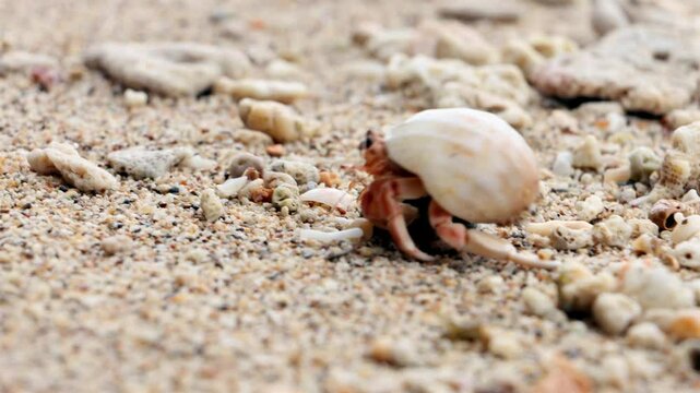 The hermit crab - Coenobita perlatus walks on a beach