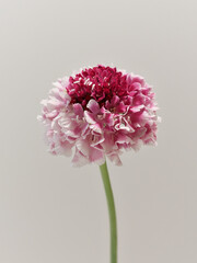 赤色とピンクのグラデーションのスカビオサの花
