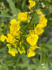 flowers,plants,nature,white,mix color,color