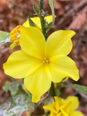 flowers,plants,nature,white,mix color,color