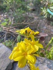 flowers,plants,nature,white,mix color,color
