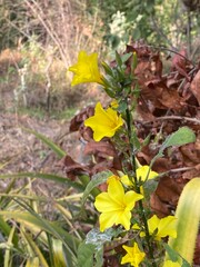 flowers,plants,nature,white,mix color,color