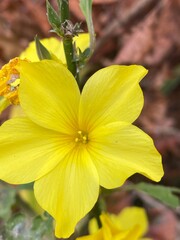 flowers,plants,nature,white,mix color,color