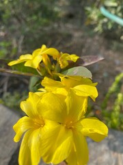 flowers,plants,nature,white,mix color,color