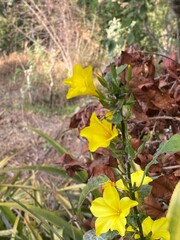 flowers,plants,nature,white,mix color,color