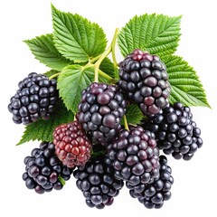 Fresh blackberries with green leaves Fresh blackberries with green leaves-Close-up of fresh blackberries with a mix of ripe and unripe berries surrounded by green leaves.