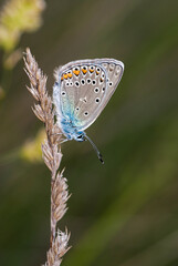 Elegant Butterfly macro on plant