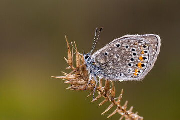Elegant Butterfly macro on plant