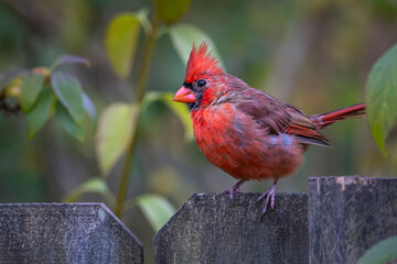 Terry Nunn Nature Wildlife Landscape Photography