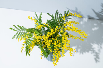 Bouquet of yellow mimosa or acacia in a vase on a light background with sunlight.